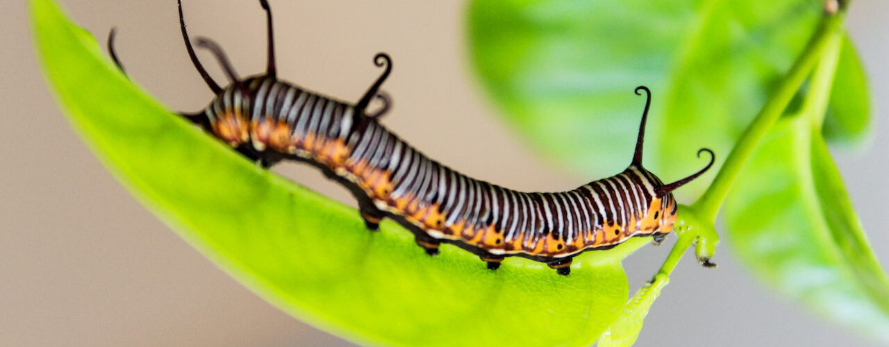 Raupe auf einem Blatt